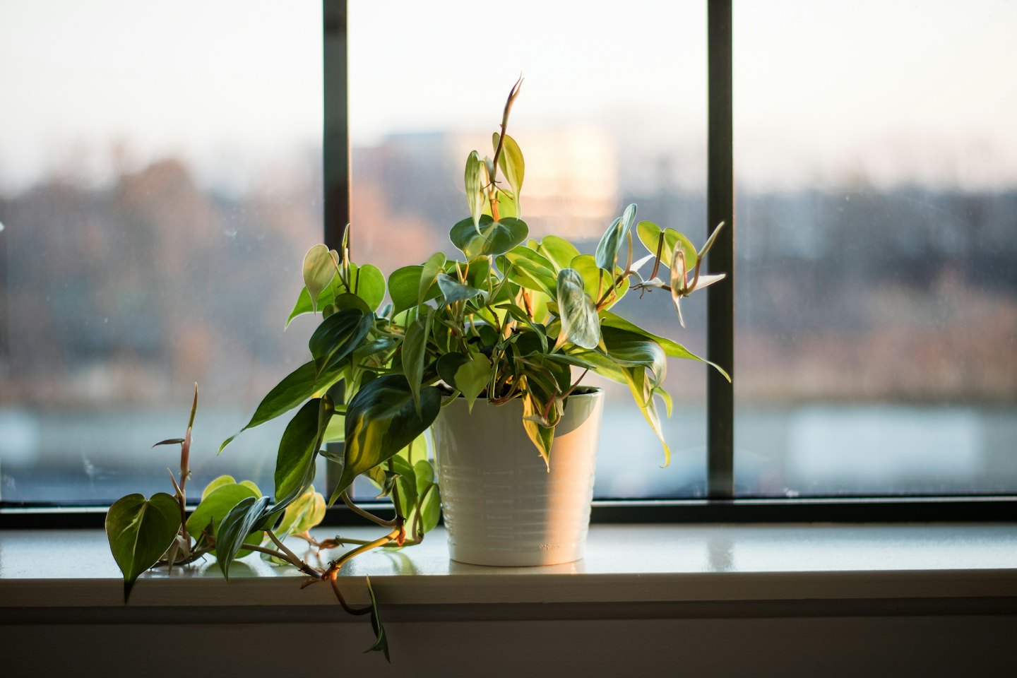 Potted heart-leaf plant sitting on a white windowsill.